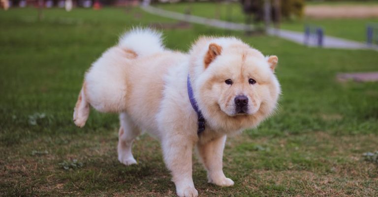 Why Is My Dog Peeing So Much? Common Causes, Medical Conditions, Behavioral Factors & Management Tips