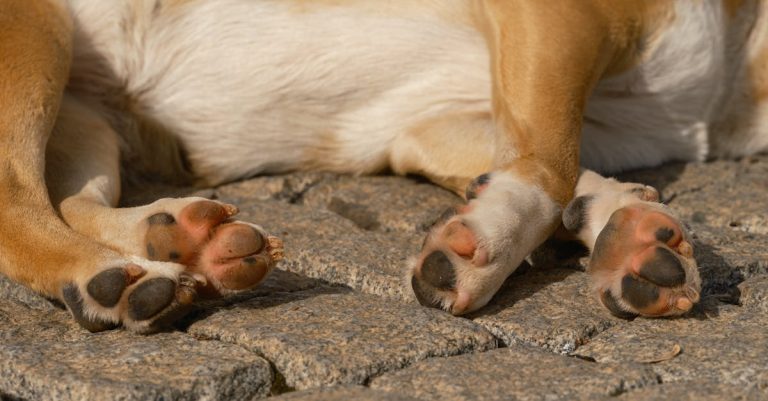 Why Dogs Sleep at Your Feet: Unveiling the Meaning and Benefits