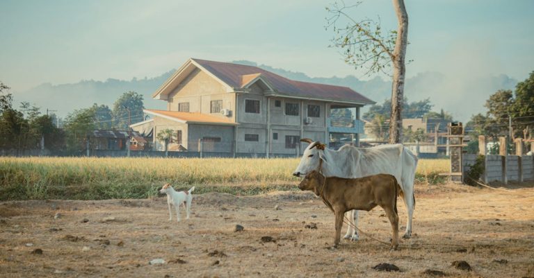 Why Is My Dog Peeing in the House? Understanding the Reasons and Solutions