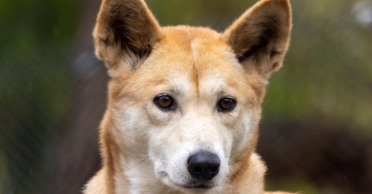 Why Do Dogs Lick Our Ears? Unveiling the Bonding and Affection Behind this Canine Behavior