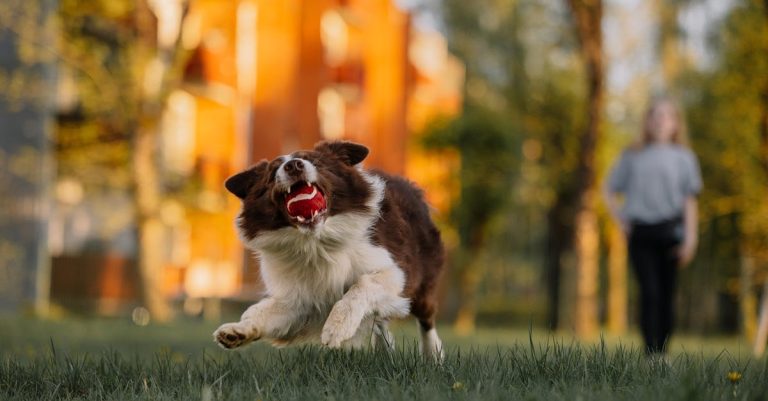 Why Is My Dog Whimpering? Understanding the Reasons and How to Help