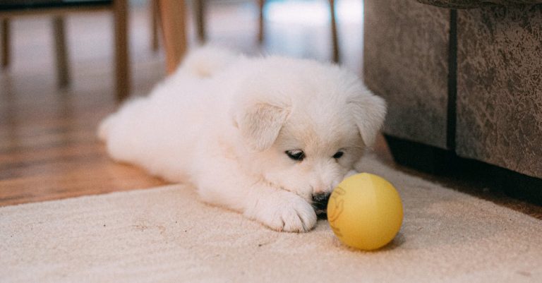 Why Is My Dog Staring at Me? Understanding the Reasons & Building a Stronger Bond