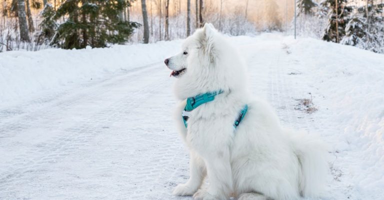 Why Is My Dog Throwing Up White Foam? Common Causes & Proactive Solutions
