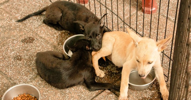 Why Do Dogs Bite Their Tails? Common Reasons and Effective Solutions