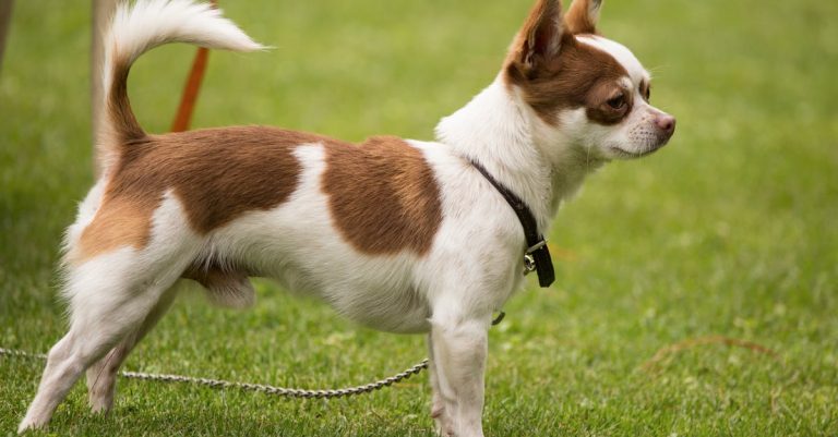 Why Do Dogs Wag Their Tails: Unraveling Canine Communication Cues