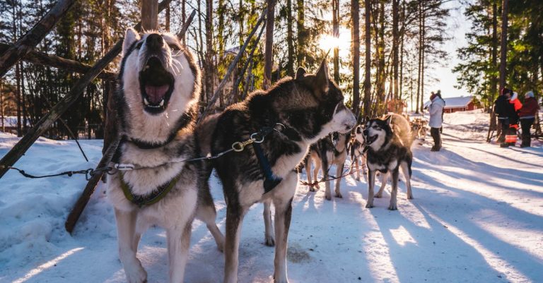 Why Are My Dog’s Eyes Red Around the Outside? Common Causes & Remedies