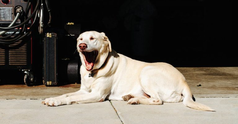 Why Does My Dog Yawn Excessively? Understanding the Reasons and Solutions