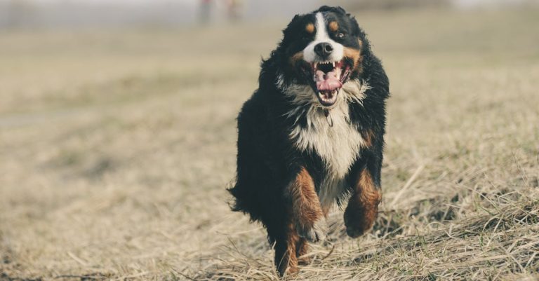 Why Is My Dog Foaming at the Mouth? Common Causes & Preventive Steps