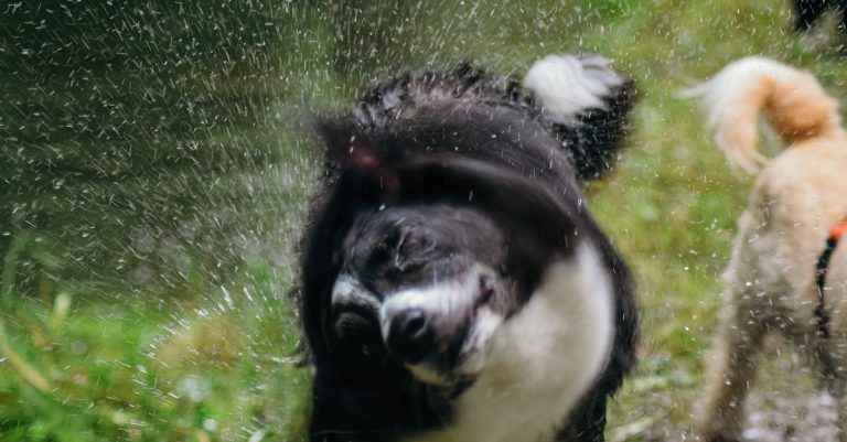 Why is My Dog Shaking So Much? Understanding Causes & Solutions