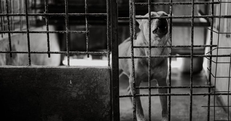 Why Is My Dog Barking at Nothing? Understanding Triggers and Solutions