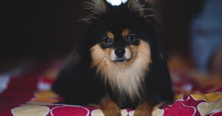 Why Are My Dog’s Paws Red? Understanding Causes & Solutions