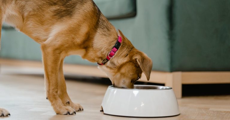 Why Isn’t My Dog Eating? Common Reasons and Tips to Improve Appetite