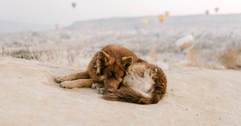 Why Does My Dog Lay on Me: Understanding the Reasons and How to Respond