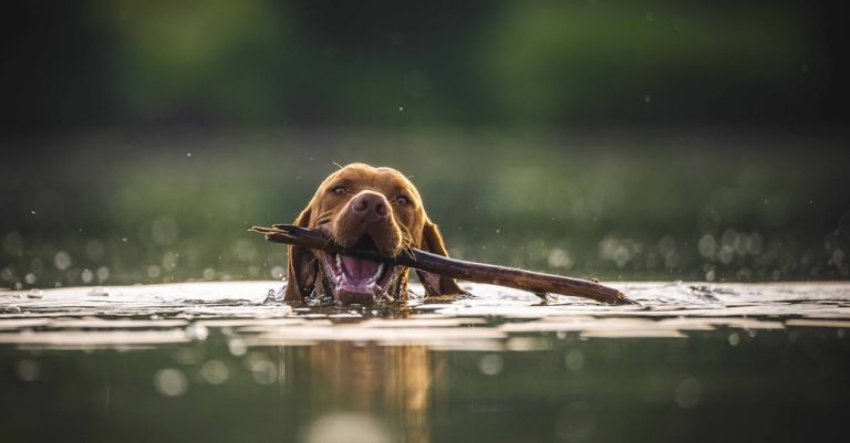 Why Do Dogs Shake: Causes, Breeds, and Health Signs