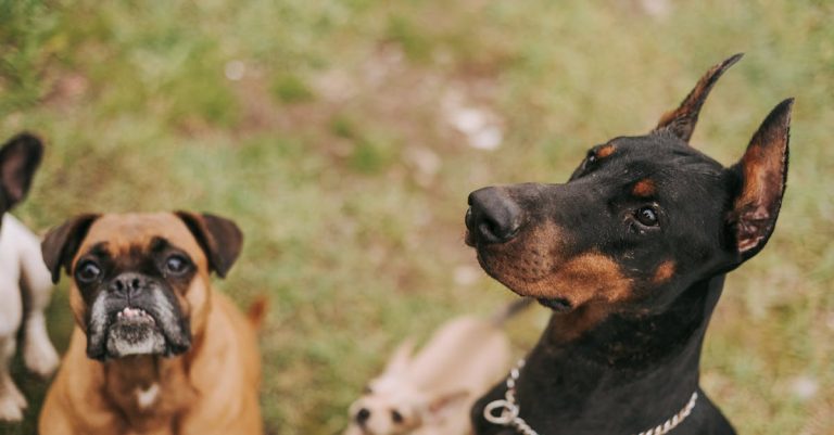 Unveiling the Truth: Why Boxers Are Among the Most Challenging Dog Breeds