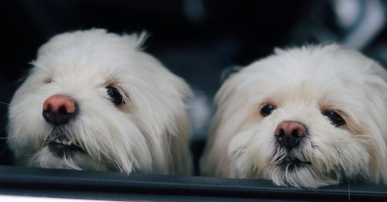 Why Do Dogs Shake Their Heads? Understanding Causes and Prevention