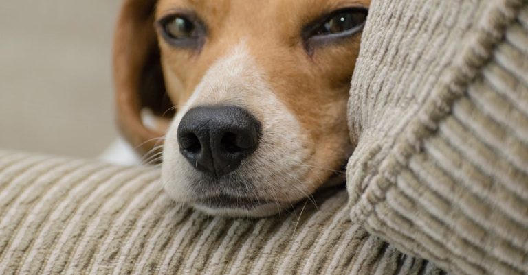 Why Does My Dog Lick My Face? Understanding the Behavior and Health Implications
