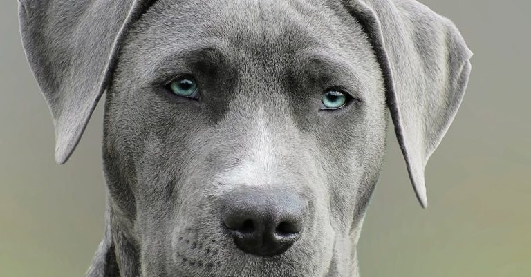 Why Do Dogs Lick Each Other’s Ears? The Significance Revealed