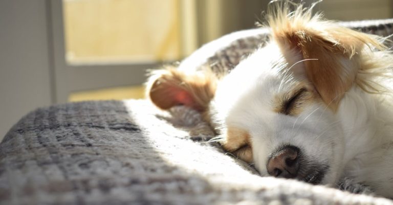 Why Does My Dog Sleep Against Me? Exploring Reasons & Solutions