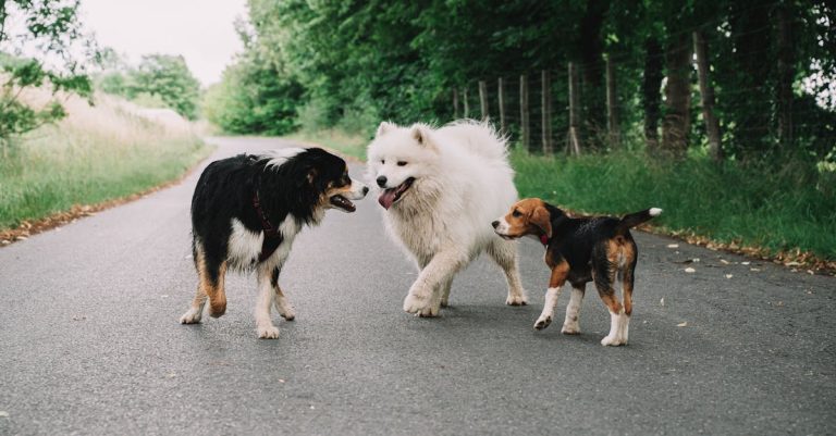 Troublesome Traits: Why Beagles Can Be Challenging Companions