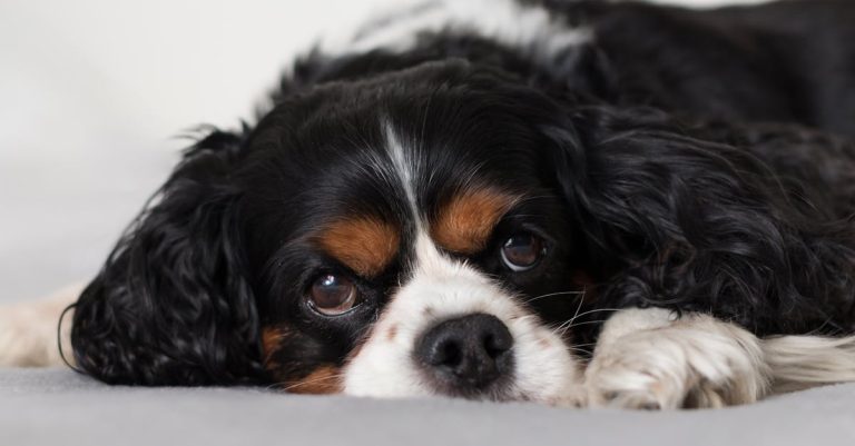 Why Do Dogs Stare at You? Understanding the Secrets Behind Their Gaze