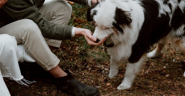 Why Does My Dog Lick My Hand? Understanding the Behavior & Ways to Manage It