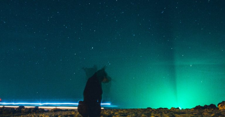 Why Does My Dog Lick Me Excessively at Night? Understanding the Reasons & Solutions