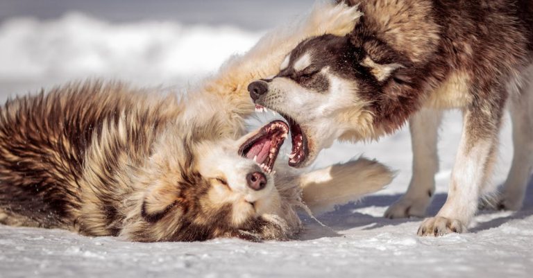 Why Do Dogs Chatter Their Teeth? Understanding Causes, Health Risks, and Behavioral Insights