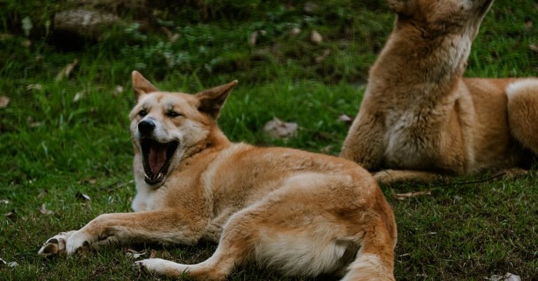 Why Do Dogs Yawn? Unveiling the Meaning Behind Your Pup’s Yawns