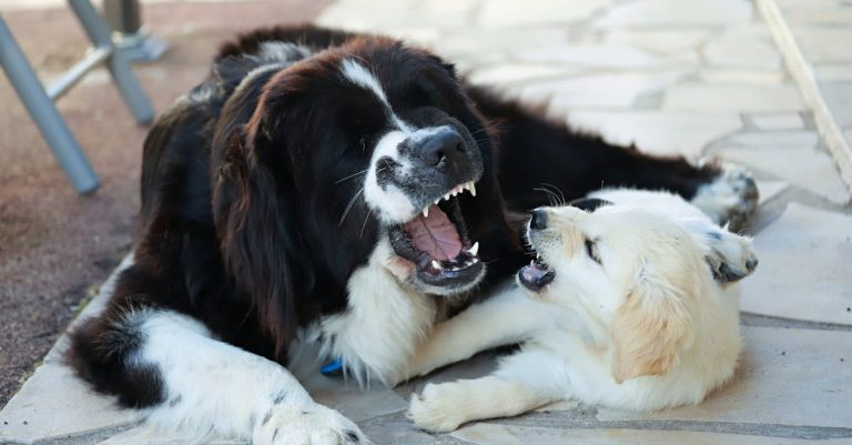 Why Do Dogs Bark at Nothing: Understanding the Reasons and Solutions