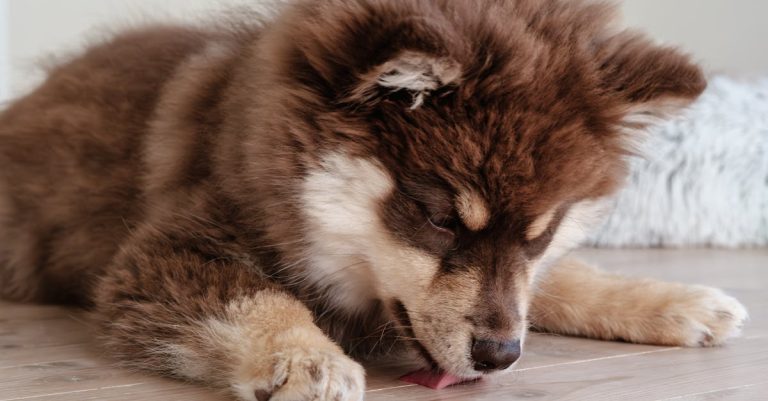 Why Is Your Dog Licking The Floor? Exploring Causes & Solutions