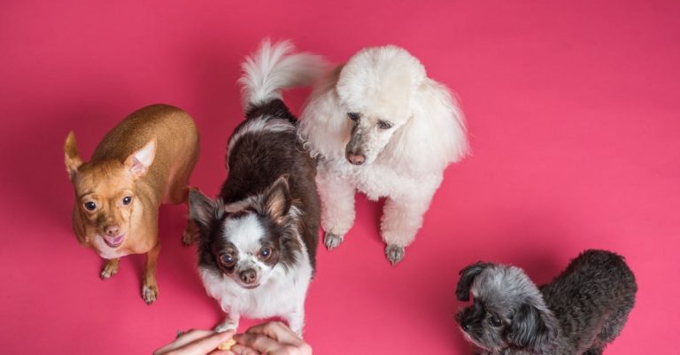 Why Do Dogs Lick Your Hands? Understanding the Reasons Behind this Behavior