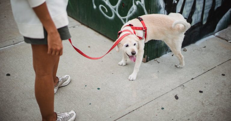 Why Does My Dog Pee So Much? Understanding the Causes and Solutions