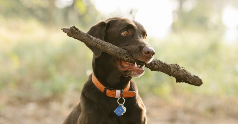 Why Is My Dog Dry Heaving? Causes, Symptoms & Treatment Guide