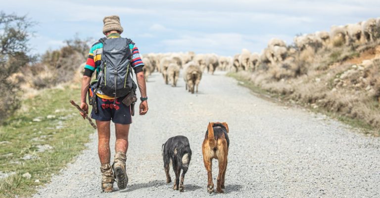 Why Do Dogs Tremble? Understanding the Causes and Solutions