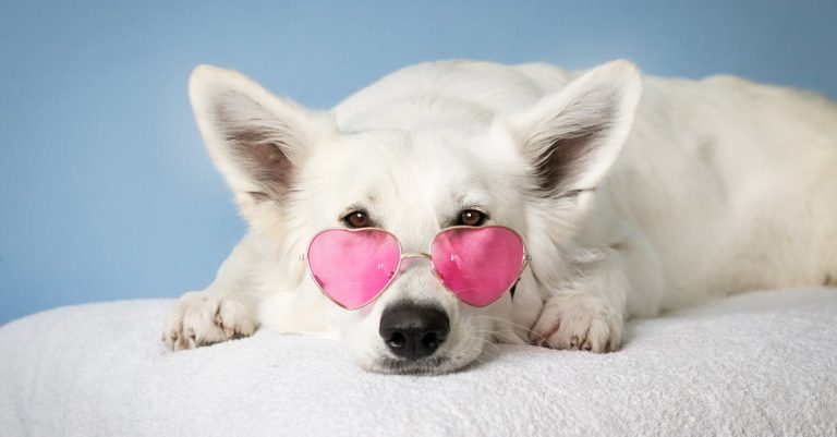Why Do Dogs Circle Before They Lay Down? Unraveling the Age-Old Mystery