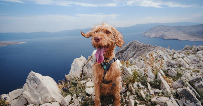 Understanding Why Your Dog is Always Panting: Common Causes and Solutions