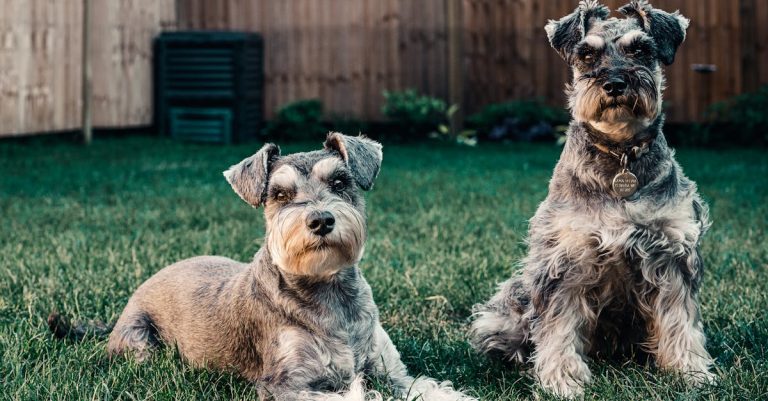 Why Do Dogs Roll in the Grass? Unveiling the Primal Instincts and Health Signals Behind This Behavior