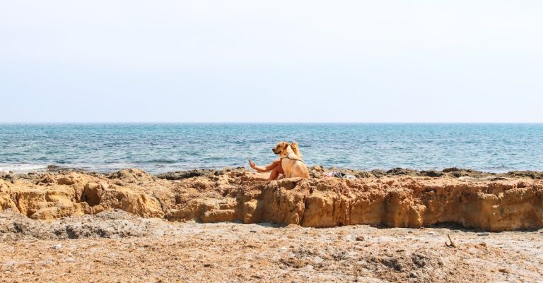 Why Do Dogs Get Hot Spots? Causes, Prevention, and Treatment Explained