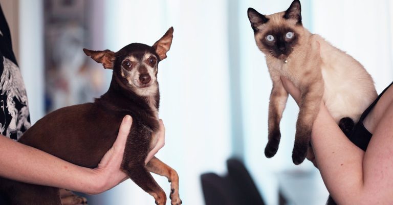 Why Dogs Eat Cat Poop: An Insight into Their Behavior and Ways to Prevent It