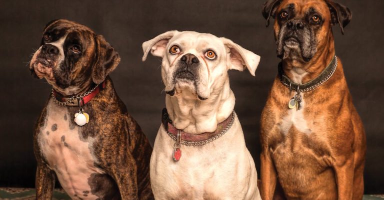 Why Dogs Sit on Your Feet: Exploring the Behavior and Bond Behind It