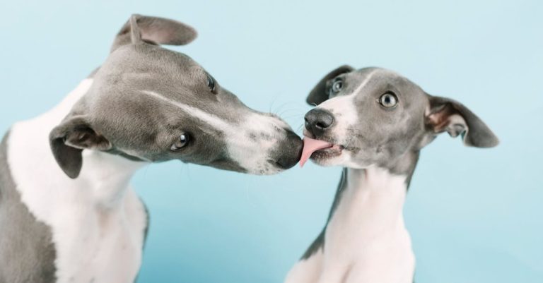 Why Do Dogs Lick Each Other? Understanding Canine Behavior