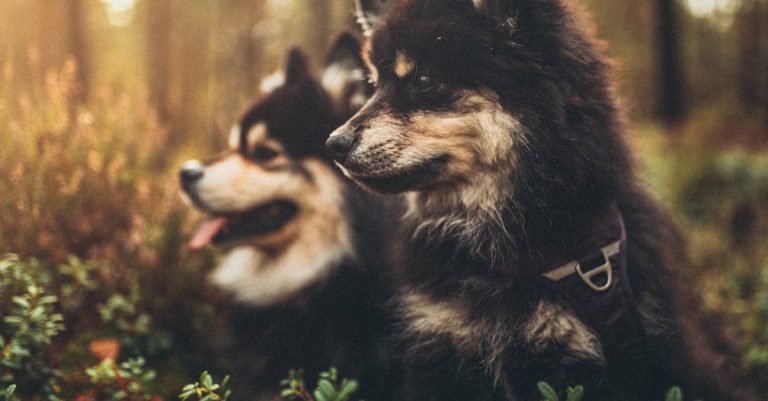 Why Dogs Get Eye Boogers: Causes, Signs, and Care Tips
