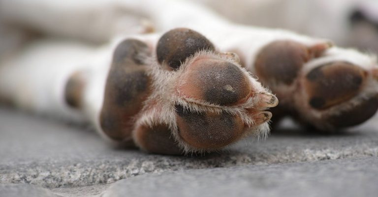 Why Does My Dog Keep Licking His Paws? Understanding Causes & Solutions