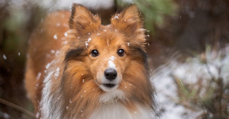 Why Does My Dog Shake His Head? Understanding the Reasons and Preventive Measures