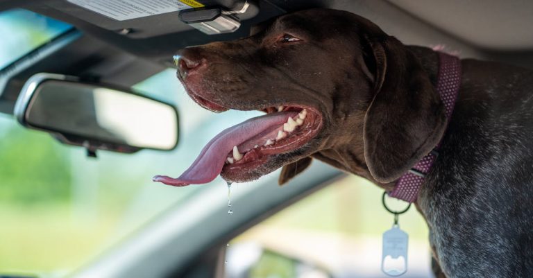 Why Is My Dog Drooling? Common Triggers and Expert Advice