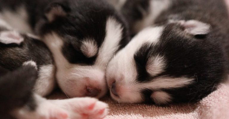 Unraveling the Mystery: Why Do Dogs Chew Their Paws? Exploring Causes and Solutions