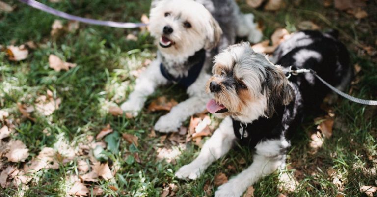 Why Do Dogs Sniff Butts? Understanding Canine Communication