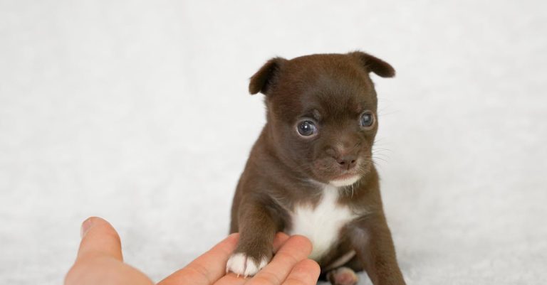 Why Does My Dog Put His Paw on Me? Understanding the Meaning and Ways to Manage This Behavior