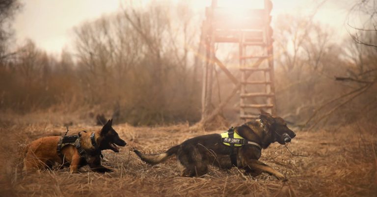 Why Do Dogs Run Away? Understanding the Psychology and Triggers